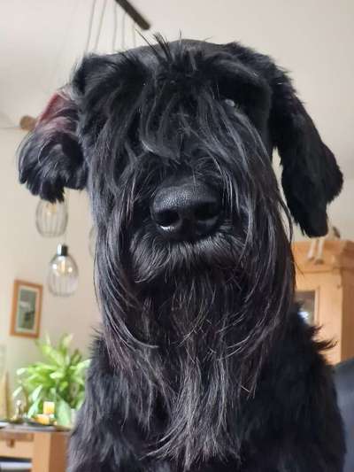 Wo sind die Riesenschnauzer?-Beitrag-Bild