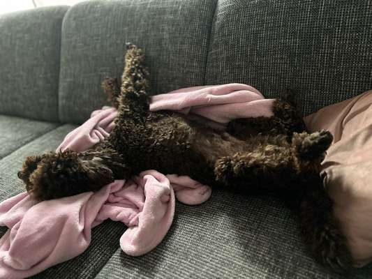 Alles rund um den Pudel-Beitrag-Bild