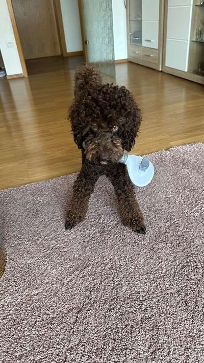 Alles rund um den Pudel-Beitrag-Bild