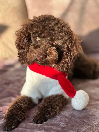 Alles rund um den Pudel-Beitrag-Bild