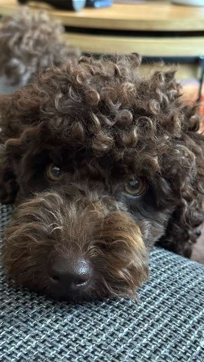 Alles rund um den Pudel-Beitrag-Bild