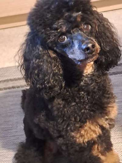 Alles rund um den Pudel-Beitrag-Bild