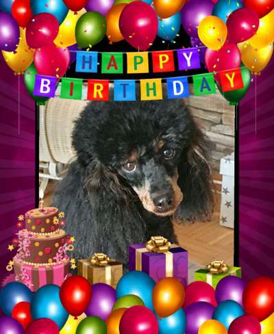 Alles rund um den Pudel-Beitrag-Bild