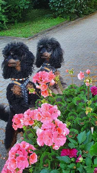 Alles rund um den Pudel-Beitrag-Bild