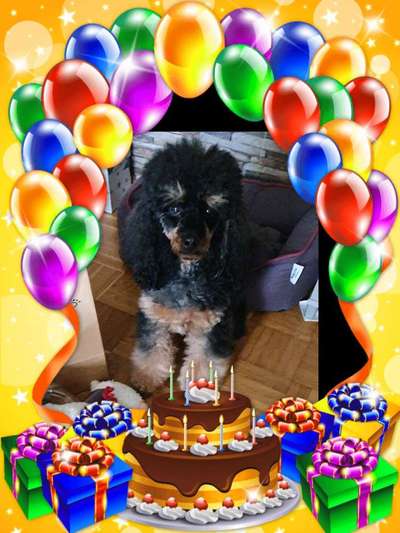 Alles rund um den Pudel-Beitrag-Bild