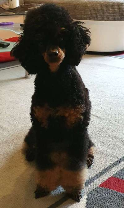 Alles rund um den Pudel-Beitrag-Bild