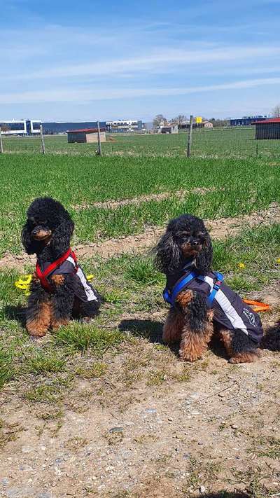 Mehrhundehaltung oder Einzelhund?-Beitrag-Bild