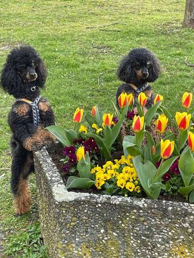 Alles rund um den Pudel-Beitrag-Bild