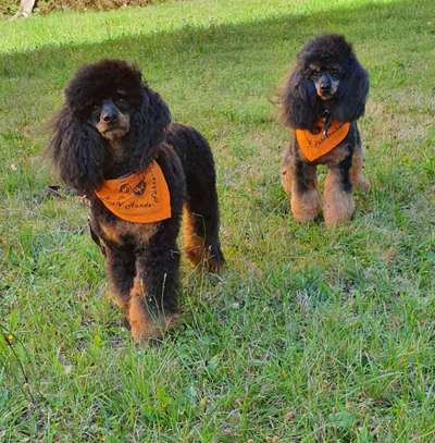 Alles rund um den Pudel-Beitrag-Bild