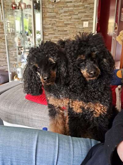 Alles rund um den Pudel-Beitrag-Bild