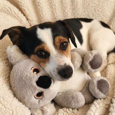 Hundetreffen-Spaziergänge in Braak-Bild