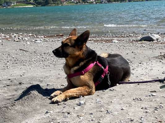 Schäferhund-Fans?-Beitrag-Bild