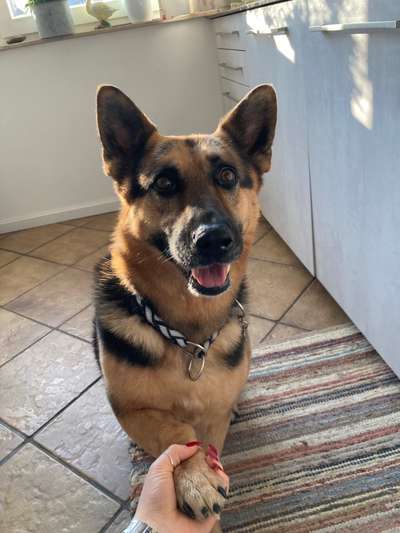 Auslandstierschutz-Beitrag-Bild