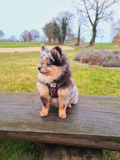 Dogorama Photo Challenge - Hundeblick zum hinschmelzen-Beitrag-Bild