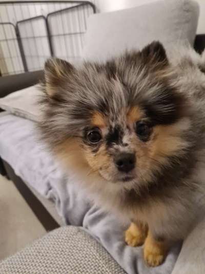 Fotochallange Nr. 57     PORTRÄT.   Beendet!!!!!!!!-Beitrag-Bild