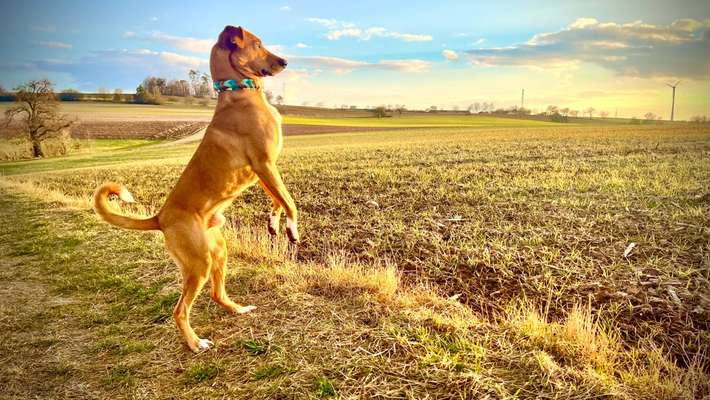 Dogorama Photo Challenge - Hunde in Action-Beitrag-Bild