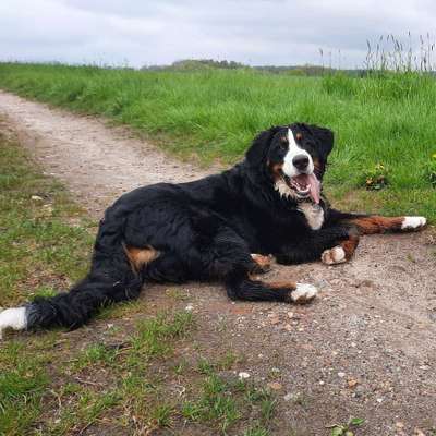 Hundetreffen-Hundespaziergang ohne Leine