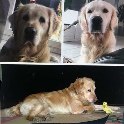 Wo sind die Golden Retriever Liebhaber?-Beitrag-Bild