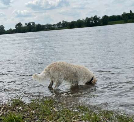 Dogorama-Monats-Challenge-Mai "Wasser"-Beitrag-Bild