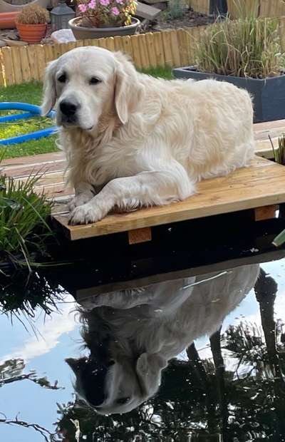 Wo sind die Golden Retriever Liebhaber?-Beitrag-Bild