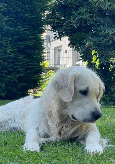 Wo sind die Golden Retriever Liebhaber?-Beitrag-Bild