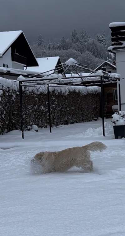 Wo sind die Golden Retriever Liebhaber?-Beitrag-Bild