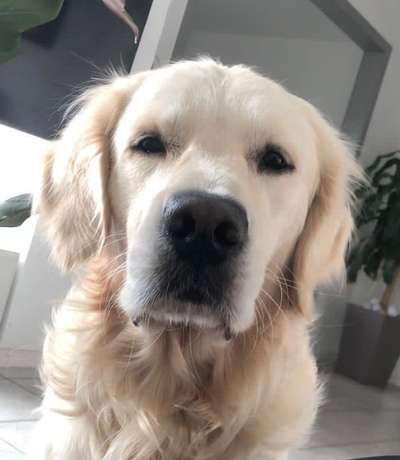 Wo sind die Golden Retriever Liebhaber?-Beitrag-Bild