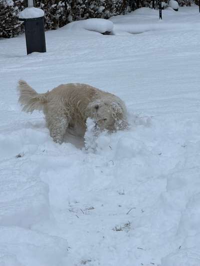 Wo sind die Golden Retriever Liebhaber?-Beitrag-Bild