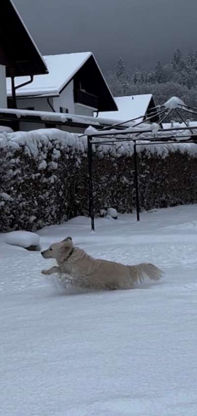 Wo sind die Golden Retriever Liebhaber?-Beitrag-Bild