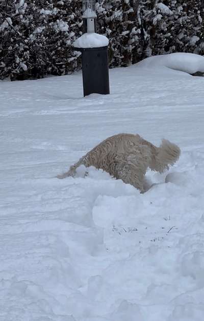 Wo sind die Golden Retriever Liebhaber?-Beitrag-Bild