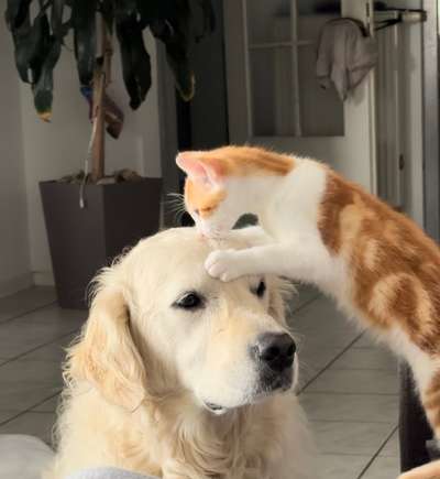 Wo sind die Golden Retriever Liebhaber?-Beitrag-Bild