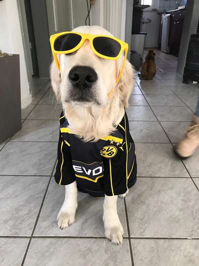 Hier ist der Spaßthread. Zum Schmunzeln und Kaputtlachen-Beitrag-Bild