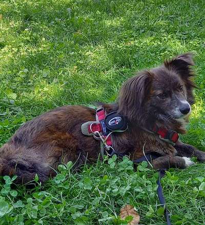 Die Dogorama Kalender Challenge Titelbild-Beitrag-Bild