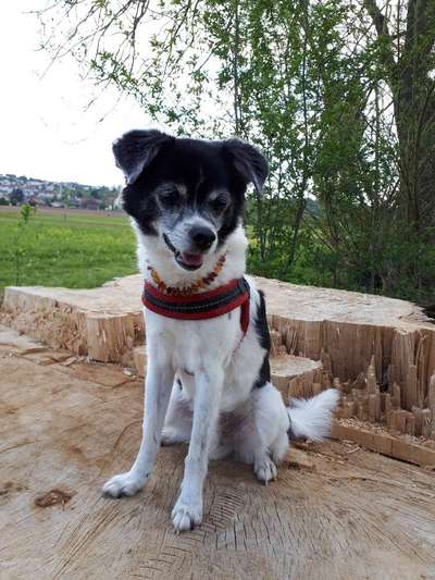 Hund aus dem Spanischen Tierschutz-Beitrag-Bild