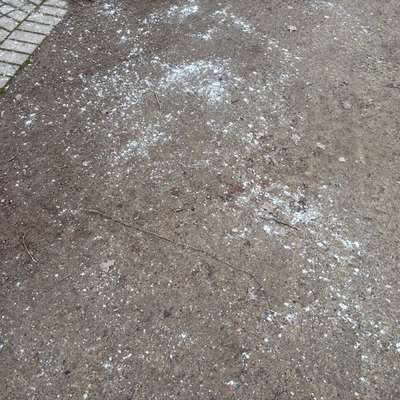 Giftköder-Weißes Pulver-Bild