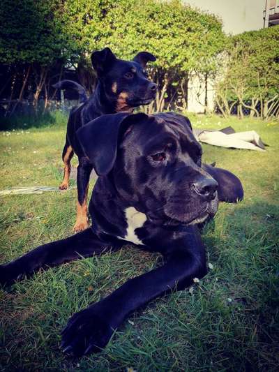 Wo sind meine AMERICAN BULLDOGS?-Beitrag-Bild