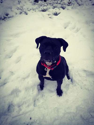 Fotochallenge 61 ~ Schnee-Beitrag-Bild