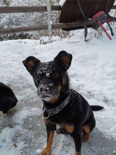 Fotochallenge 61 ~ Schnee-Beitrag-Bild