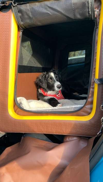 Hundetransport im Auto-Beitrag-Bild