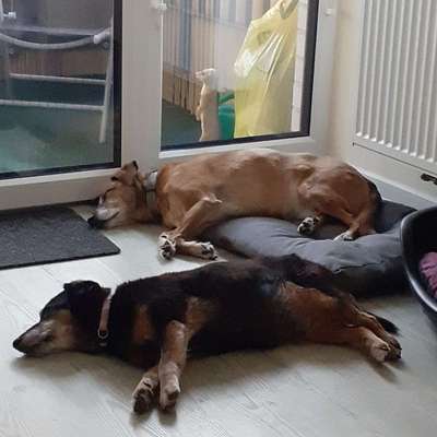 Hundetreffen-Gegenseitige  Hundebetreuung