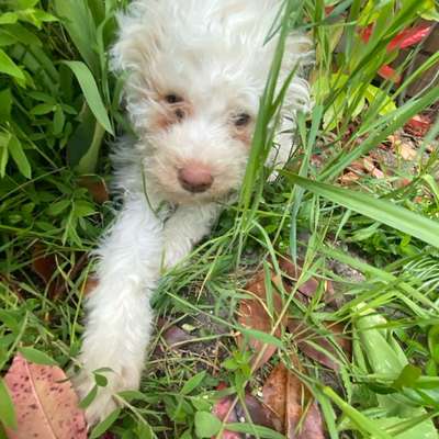 Hundetreffen-for Suki, 13 weeks - short playdates wanted-Bild