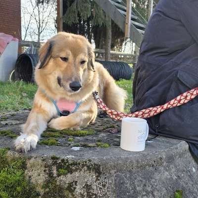Hundetreffen-Social Walk-Bild