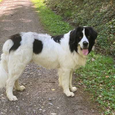 Hundetreffen-Gassi oder Spielrunde-Bild