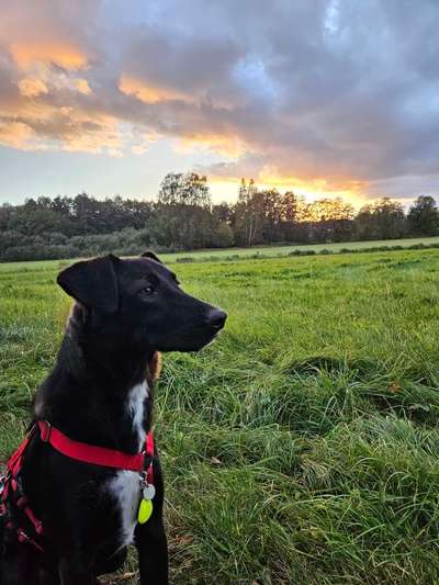 Hundetreffen-Hundefreunde gesucht!-Bild