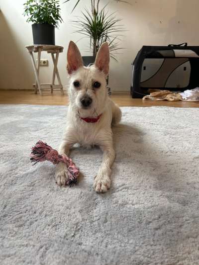 TierschutzhundeStammtisch🐕-Beitrag-Bild