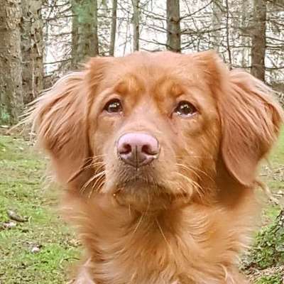 Dogorama Photo Challenge - Portrait-Beitrag-Bild