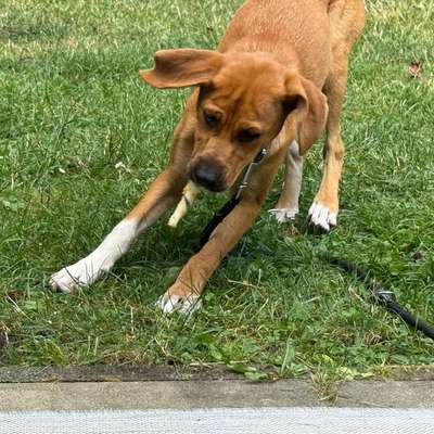 Hundetreffen-Spielkamerad gesucht-Bild