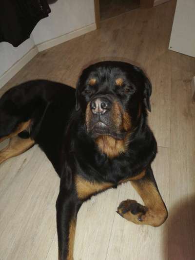 Rottweiler/-Mischlinge-Beitrag-Bild