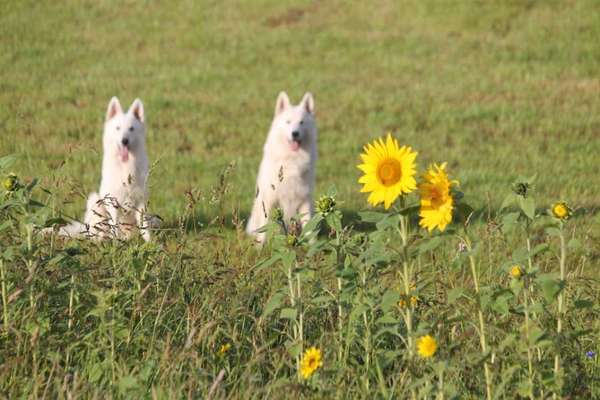 Hund und Natur-Beitrag-Bild