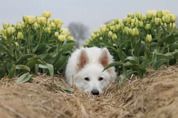 Foto's und Hundemodels-Beitrag-Bild